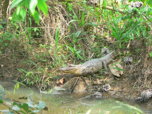 137- Un caiman veille sur la rive 